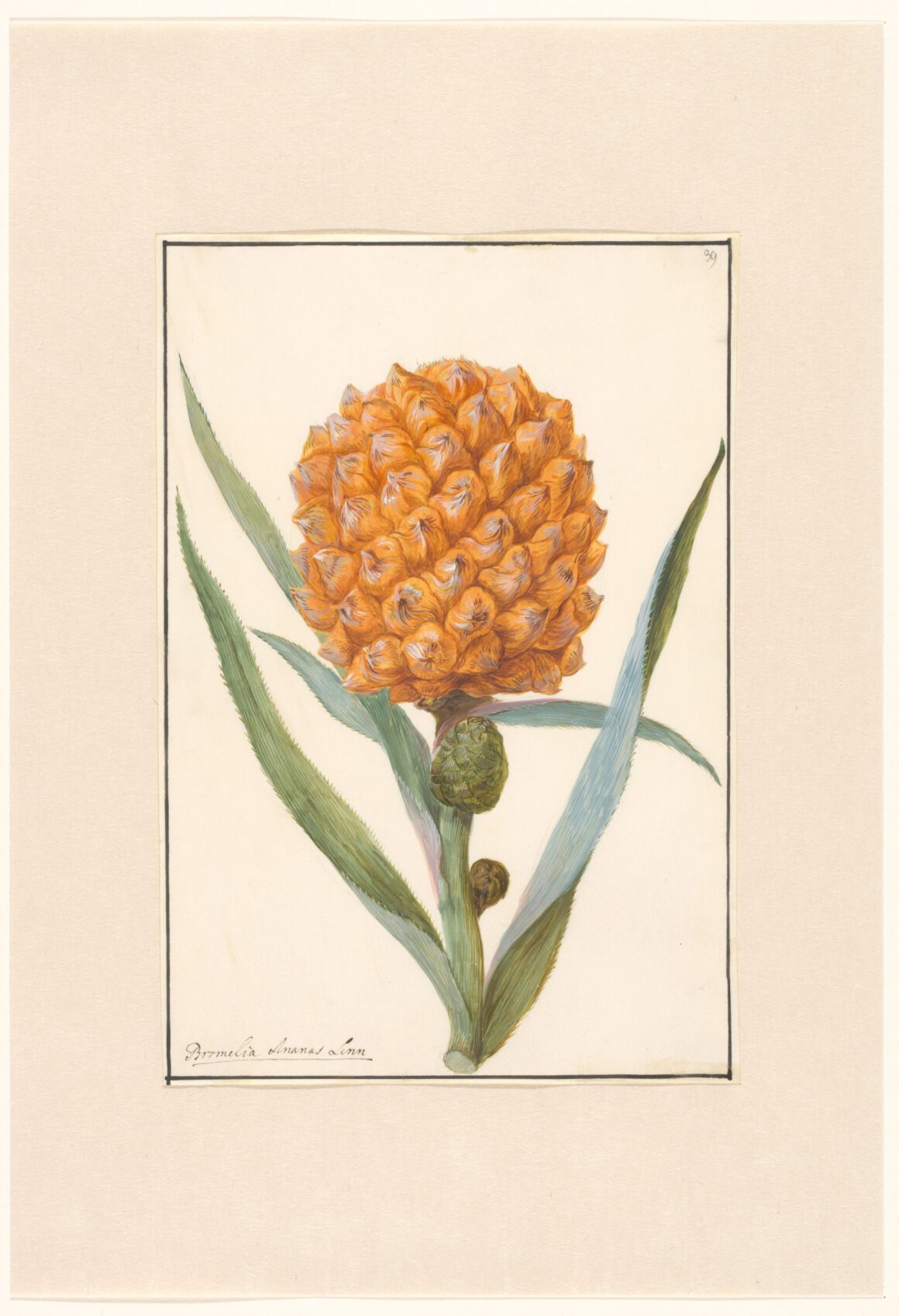 Aquarel van de ananas -  ‘Bromelia Ananas Linn’ door een anonieme tekenaar (ca. 1800)